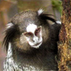 A member of <I>Ateles saporis, </I>which scientists say tastes excellent broiled (below).